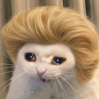 Avatar of Telegram channel "sad cat" @sadcatgamble