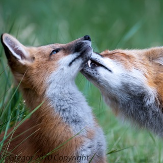 Аватар Телеграм канала "Hourly Fops" @hourlyfops