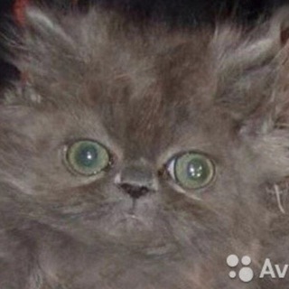 Персидский мальчик необычайной красоты - TgScanner