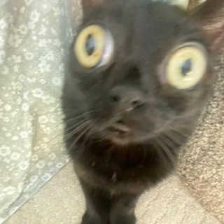 мод на дп|тт - TgScanner