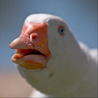 WEIRD MEMES🥥 - TgScanner