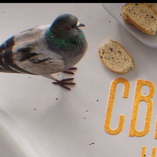 Светские крошки LIVE - TgScanner