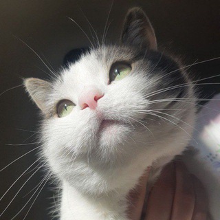 Кот Федул 😼 - TgScanner