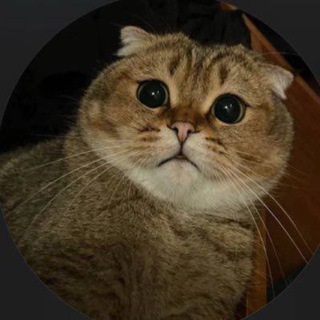 Avatar of Telegram channel "Vodka Echo" @vodkaecho
