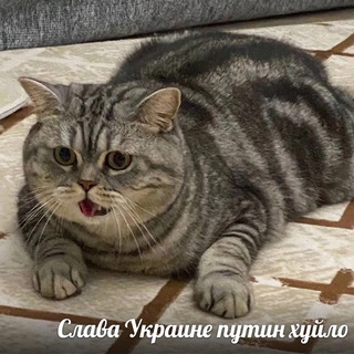 Аватар Телеграм канала "жёппа" @jeppa420
