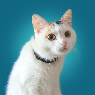 Аватар Телеграм каналу "Мем Помощник" @formemas_chat