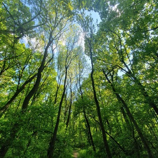 Аватар Телеграм канала "Herbalism and natural cures" @herbalismhealing