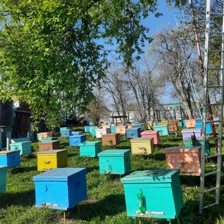 zaripovlar_bal🐝🍯❤️ - TgScanner