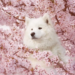 doggo pics 4 all genders - TgScanner