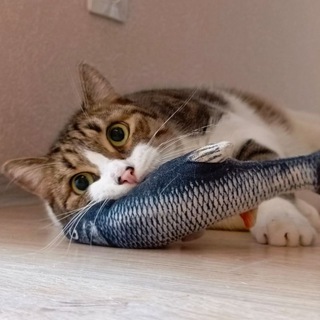 Твой сосед | Александр Анисимов - TgScanner