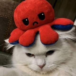 Аватар Телеграм каналу "The Autistic Cat Channel" @communitytoilet