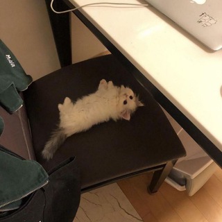 Аватар Телеграм каналу "Tiny kittens ₛₘₒₗposting" @smolkitties