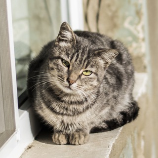 Avatar of Telegram channel "Cat Tube" @cat_tube