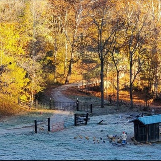 Avatar of Telegram channel "Beginner Homesteader" @beginnerhomesteader