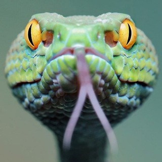 Be Not Deceived - TgScanner